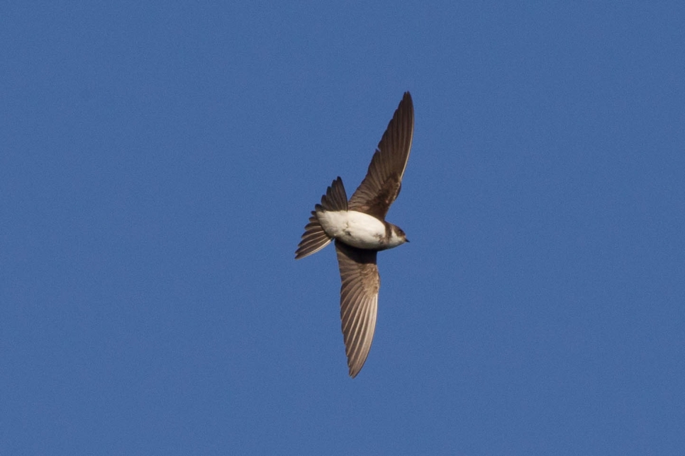 Sand martin stock pic WWT (2).jpg